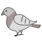 pigeon_01